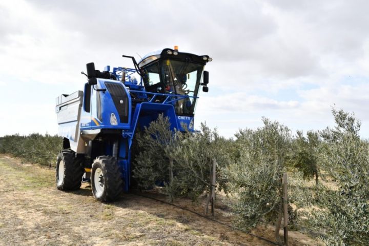 Azərbaycanda ilk dəfə kombayn ilə zeytun toplandı