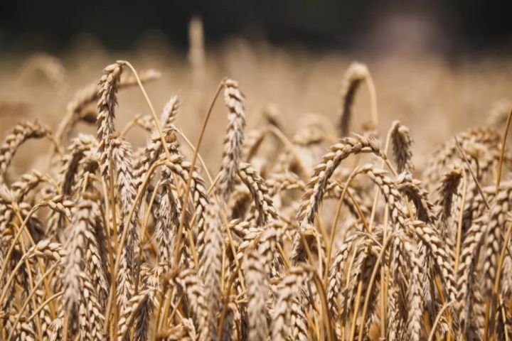 Rusiya Qərbin “Rosselxozbank”a qarşı sanksiyalarının ləğvini istəyib