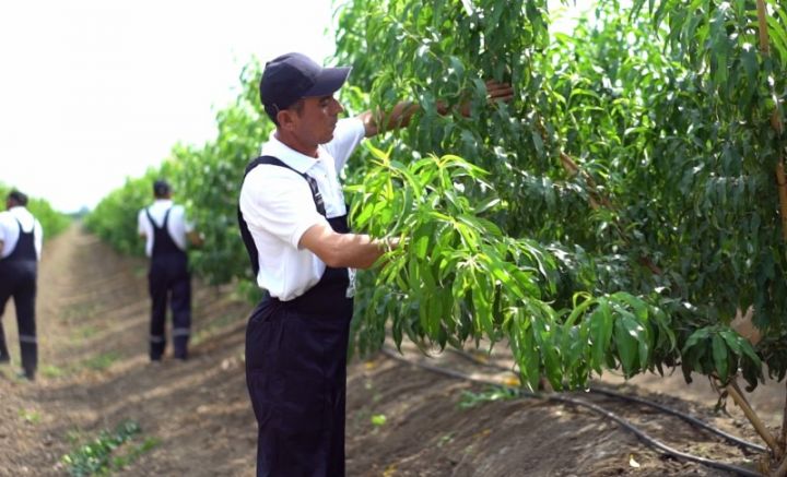 Azərbaycanın meyvə istehsalçısı Samux layihəsi üçün 1 milyon manatdan çox güzəştli kredit aldı
