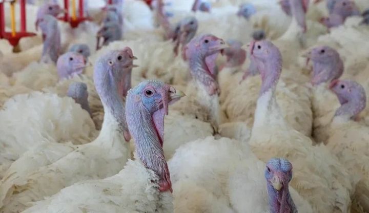 Rusiyada hinduşkaların çoxaldılması mərkəzi istifadəyə veriləcək