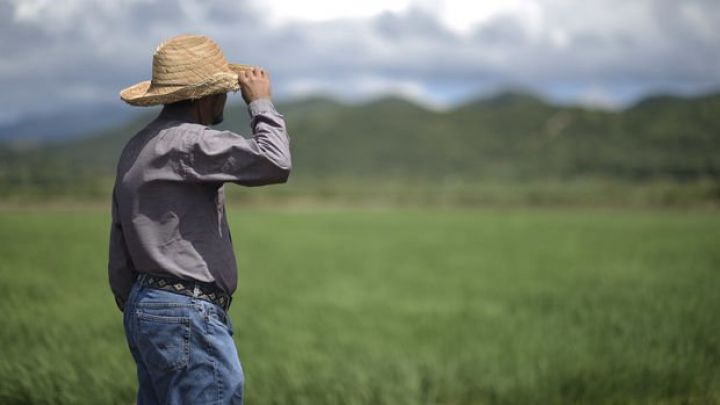 Qlobal ərzaq qiymətləri enməkdə davam edir