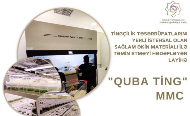 Tingçilik təsərrüfatı güzəştli kredit alıb