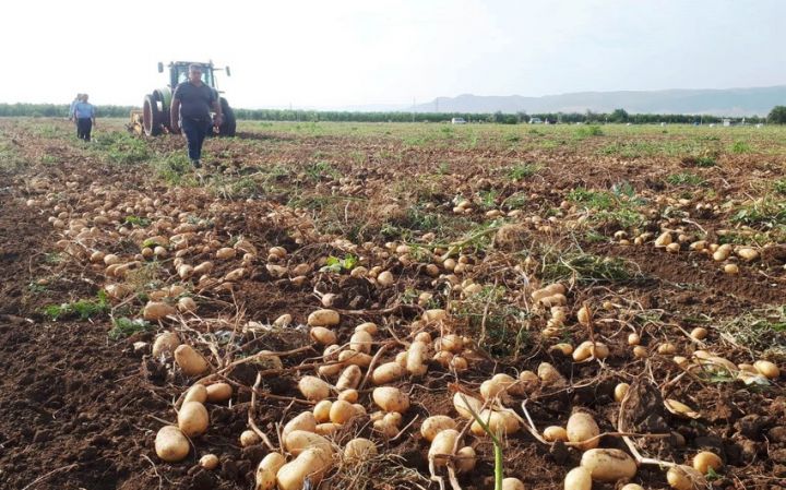 Cəlilabadda fermerlər kartof ixracında problemlə üzləşiblər