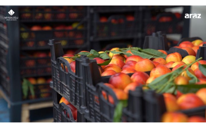 Veysəloğlu Şirkətlər Qrupu bölgələrdə soyuq anbarlarının sayını artırır