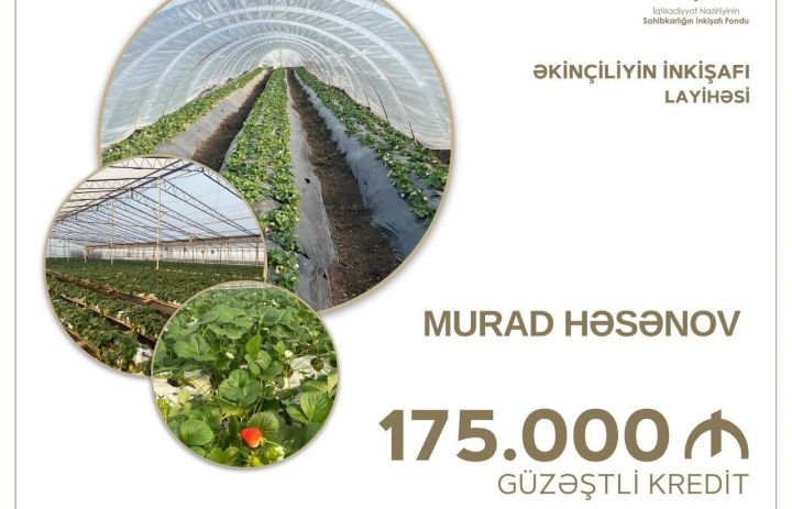 Sahibkar əkinçiliyin inkişafı layihəsinə 175 min manat güzəştli kredit aldı