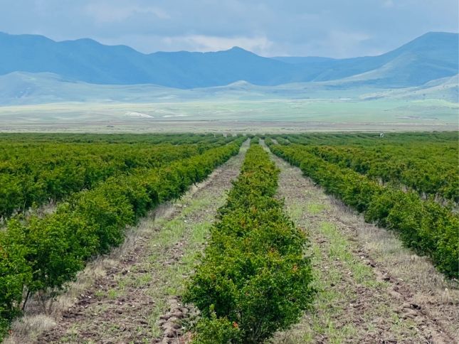 Qarabağda yeni bağların salınması və mövcud bağların bərpası ilə məşğul olan şirkət