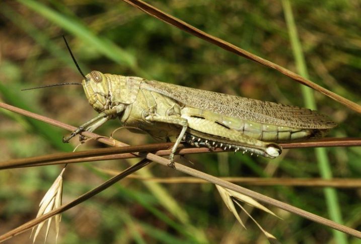 Dağıstandakı fövqəladə vəziyyət Azərbaycanı hərəkətə keçirib