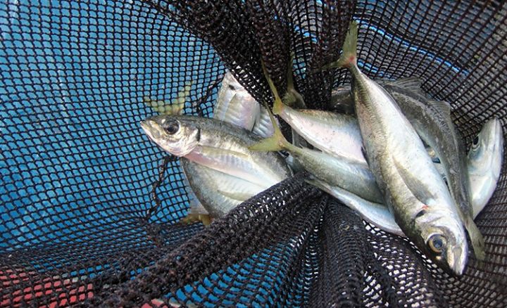 Balıq və dəniz məhsulları üzrə qlobal ticarət 181,7 milyard dollara düşə bilər