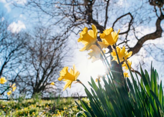Sabahın hava proqnozu açıqlandı