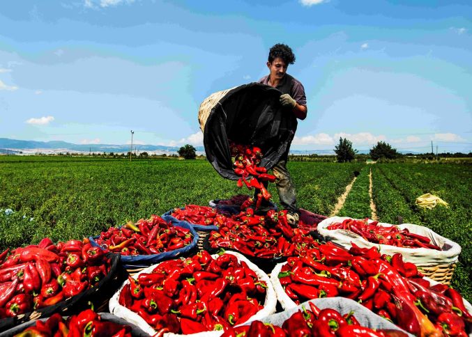 "Girovları kifayət etmir,  maliyyəyə çıxışları məhduddur" - FERMERLƏR ÜÇÜN YENİ LAYİHƏ BAŞLAYIR