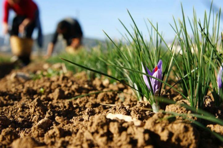 23 hektarda yenidən becərilib