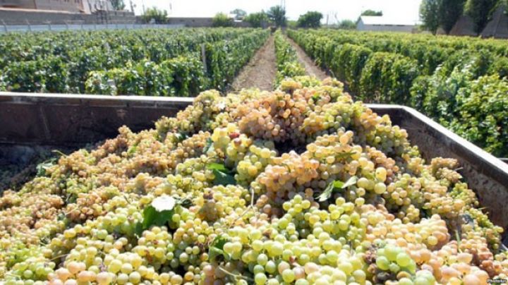 Şamaxıda üzüm yığımına başlanılıb - Proqnoz 14 min tondan çoxdur