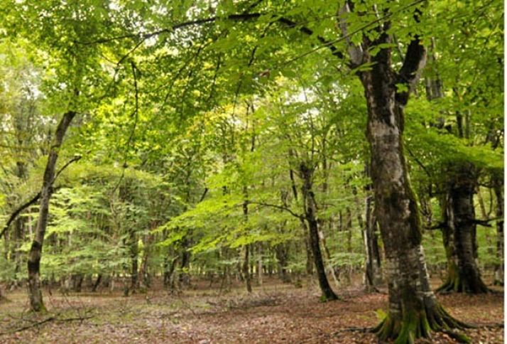Qanun dəyişdi, sahibkarlar meşə torpaqlarına "hücüm etdilər"