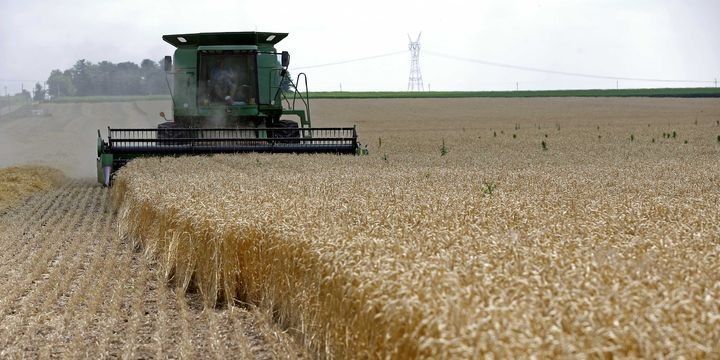 FAO: Qlobal ərzaq qiymətləri İyunda yüksəlib