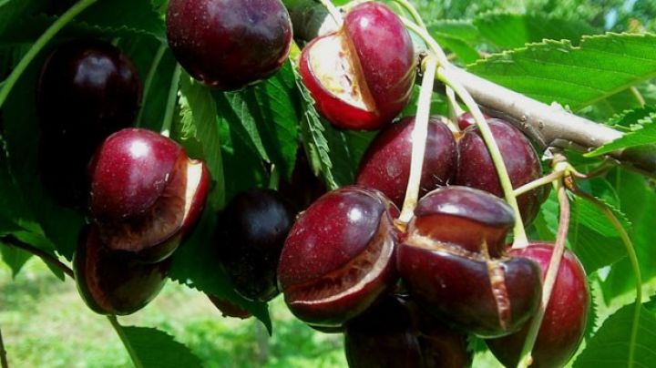 Xaçmaz və Qubanın gilas bağlarına ciddi ziyan dəydi