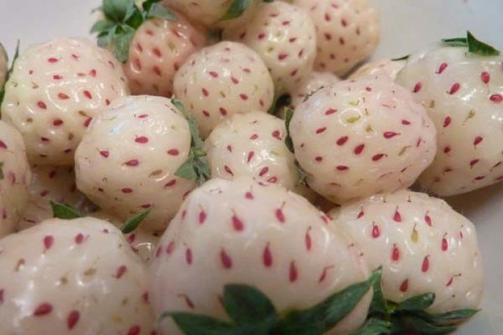 Azərbaycan şirkəti 4 ölkəyə çiyələk ixracını planlaşdırır