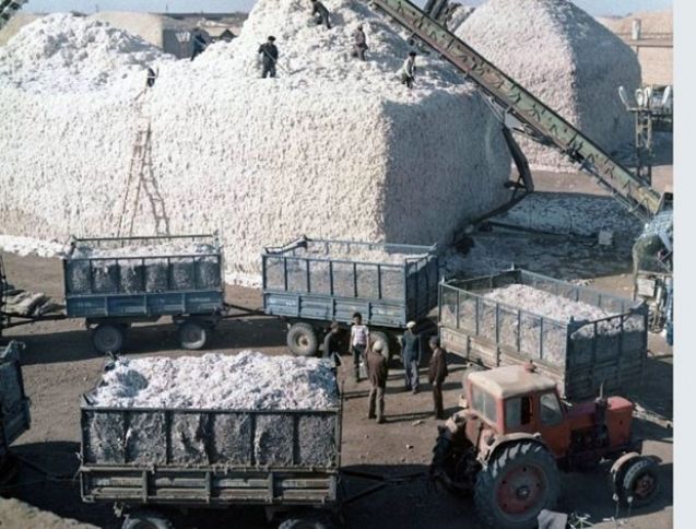 Pambıq tədarükündə son vəziyyət 