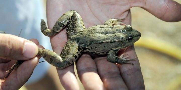 Türkiyə Avropaya qurbağa ayağı ixrac edən tək ölkədir