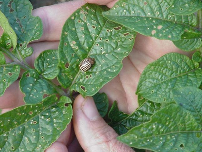 Nazirlik fermerlərə təlimlər keçirəcək