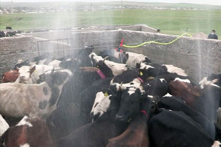 Baytarlıq Xidmətindən 100-ə yaxın heyvanın ölməsinə münasibət