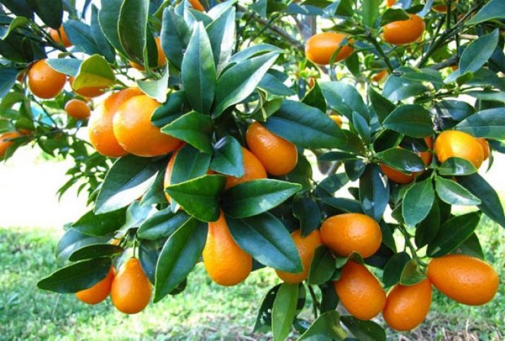 Kinkan yığımına başlanılıb - MƏHSUL AZDIR, BAHALAŞACAĞI GÖZLƏNİLİR