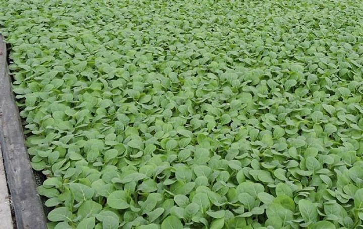 2400 hektar əkiləcək