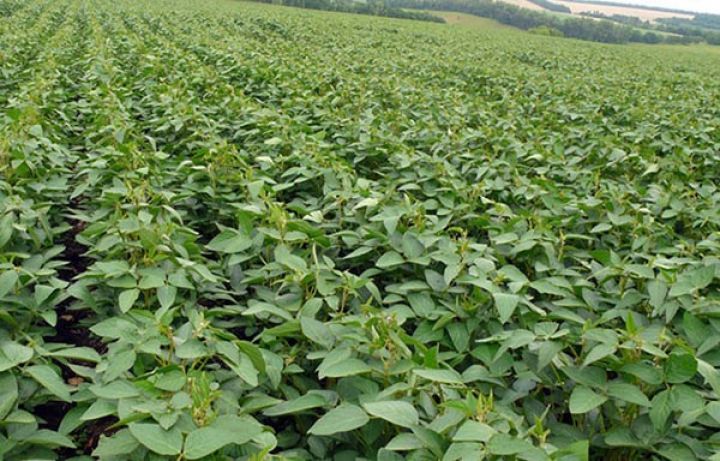 Zaqatalada ilk dəfə əkilib