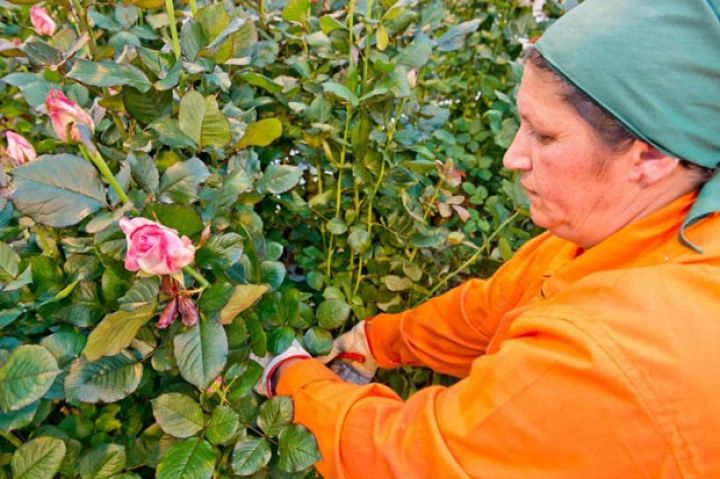 Qəbələdə qızılgül istehsalına başlanılacaq