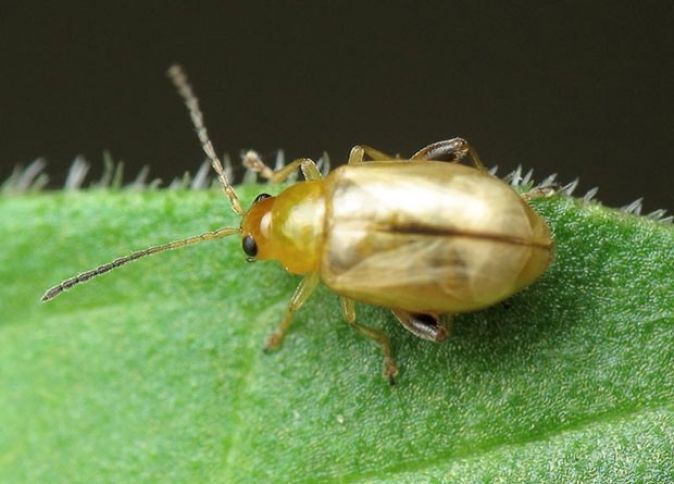Pambıq əkinlərində yeni zərərverici aşkar edilib