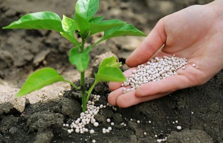 Subsidiyaların ödənilməsinə qərar verilib