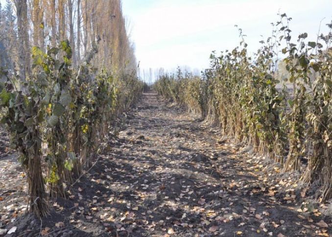 Bu rayonda 1000 hektar da fındıq bağları salınacaq