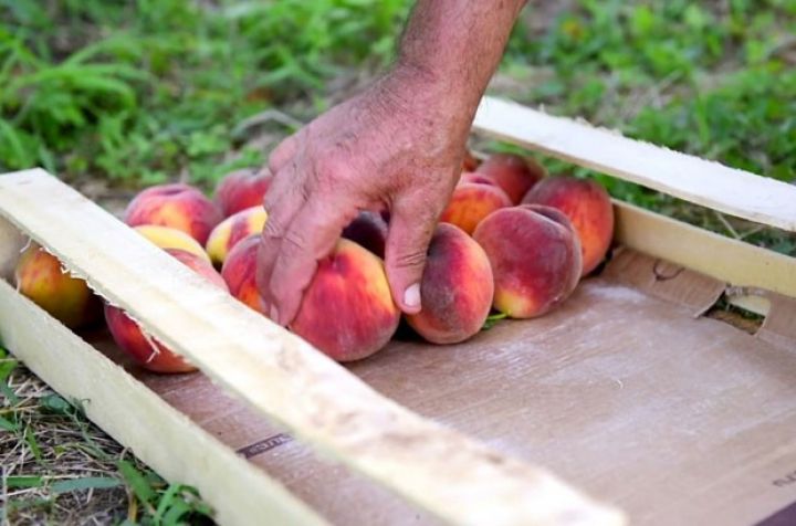 Rusiya Azərbaycandan gətirilən 18 ton şaftalıda “qərb çiçəyi tripsi” böcəyi aşkar edib