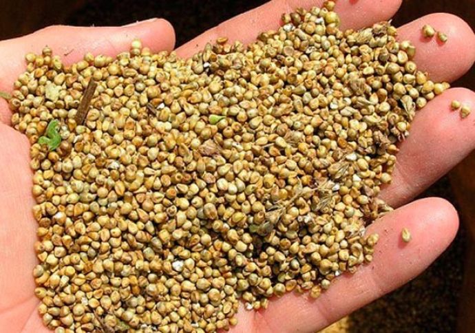 "Keyfiyyətli toxum istifadə edən fermerlər 20-25% çox məhsul əldə edirlər" - MÜSAHİBƏ