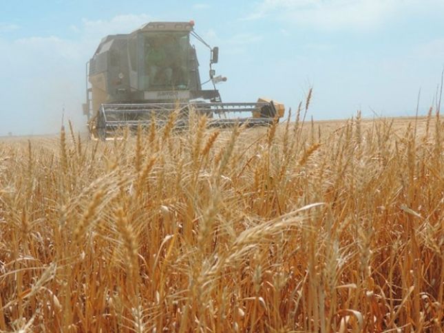 Bu il toplanmış buğdanın miqdarı açıqlandı