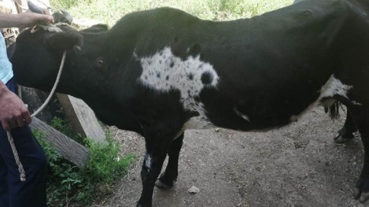 Heyvanlar arasında xəstəlik yayılıb - AÇIQLAMA