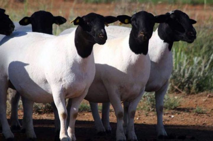 Azərbaycanın Cənubi Afrikadan alacağı “Dorper” qoyunlarının XÜSUSİYYƏTLƏRİ  
