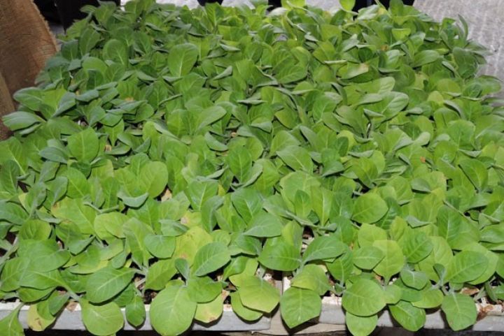 1700 hektarda ətirli tütün əkiləcək