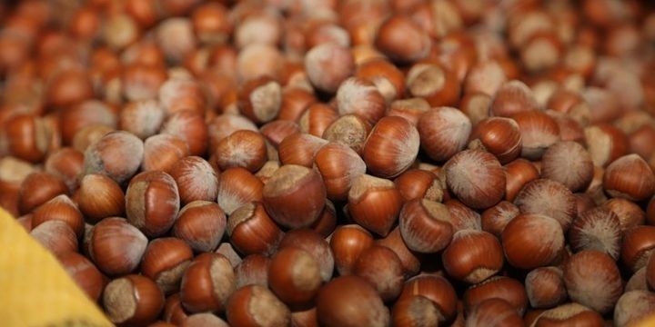 Zaqatalanın fındıq və fındıq məhsullarından gəliri açıqlanıb