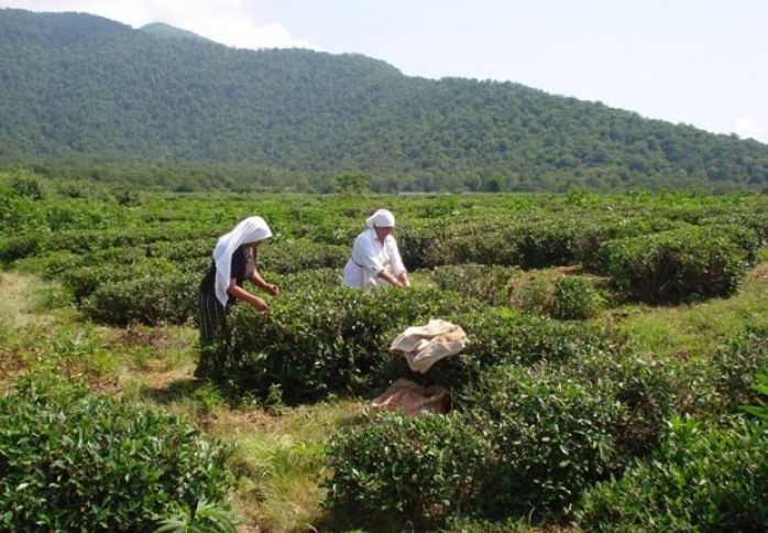 Zaqatalada çay plantasiyalarının məhsuldarlığı artacaq