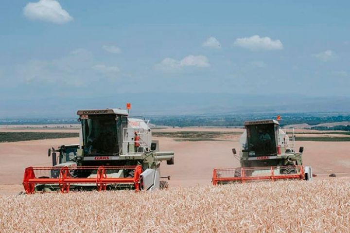 Bu günədək ölkə üzrə neçə ton taxıl yığılıb?