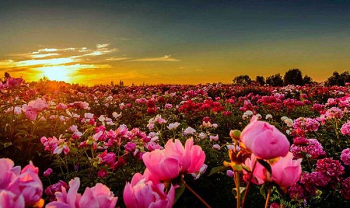 "Bu il bir hektardan 2 ton 300 kiloqram götürmüşük"