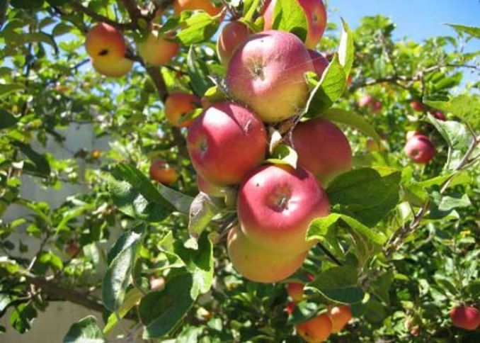 Azərbaycanda köhnə meyvə sortları bərpa oluna bilər