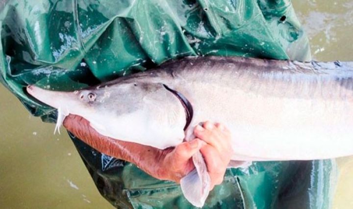 Balıqartırma müəssisəsi özəlləşdirməyə hazırlanır