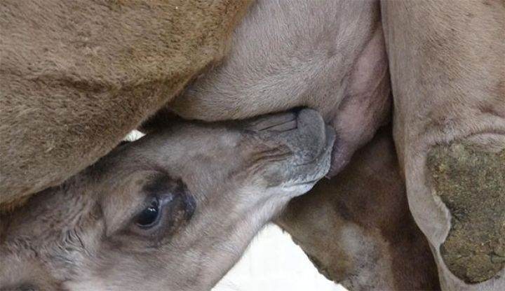 Azərbaycanda istehsal edilən dəvə südü dünya ölkələrinə satılacaq