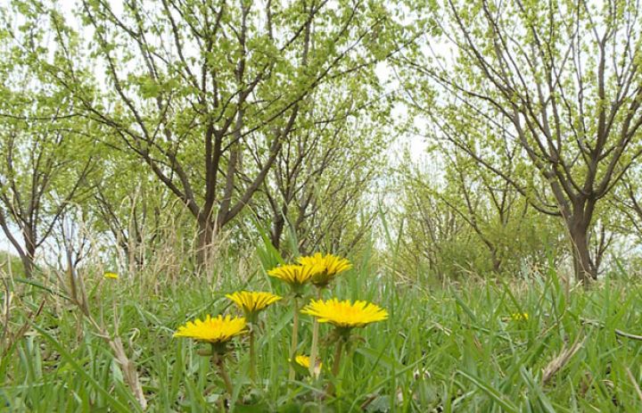 Sabaha olan hava proqnozu açıqlandı