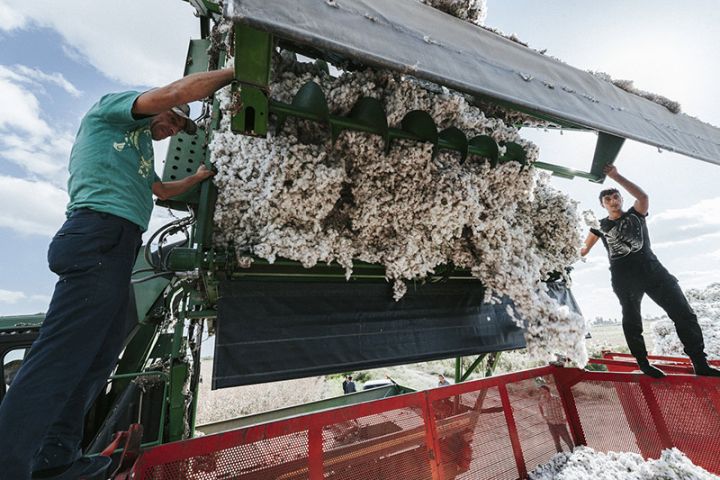 Bu il Azərbaycanda neçə ton pambıq yığılıb?