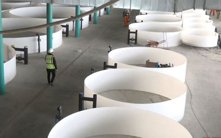 Neftçalada Nərə Balıqartırma zavodu tikilir