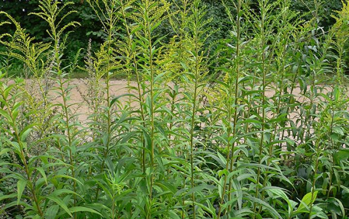 Bakı metrosu alaq otlarının təmizlənməsinə 81 min manat xərcləyəcək