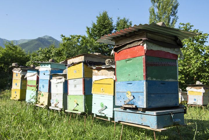 Azərbaycanda ana arı yetişdirilən təsərrüfatlara subsidiyaların verilməsi təklif edilir