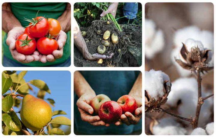 Pambıq mahlıcı 1-ci, pomidor isə 2-cidir